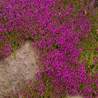 Виолетова Притаен Семки Од Мајчина Душица-250+ Семиња-Неверојатно Растение За Покривање На Земјата, Мајчина Душица Брекленд