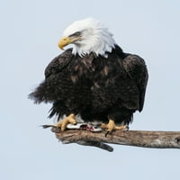 Возрасен Ќелав орел качен на гранка; Алјаска, Соединетите Американски Држави Од Ернест Маневал Дизајн Слики